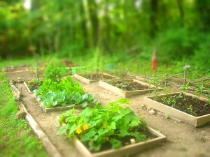 Squash and peas begin to flower