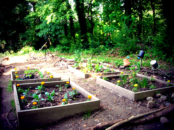 North garden under development 