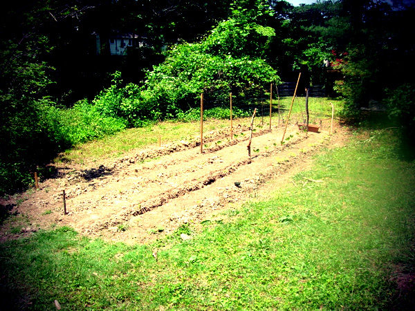 Community garden with the neighbors Community garden with the neighbors