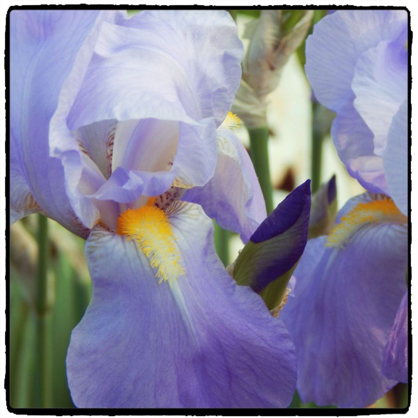 DSCN2880Web[SqDallasFrame]