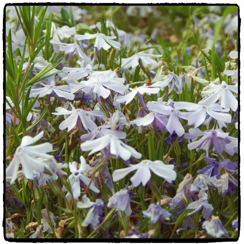 DSCN2887Web[SqDallasFrame]