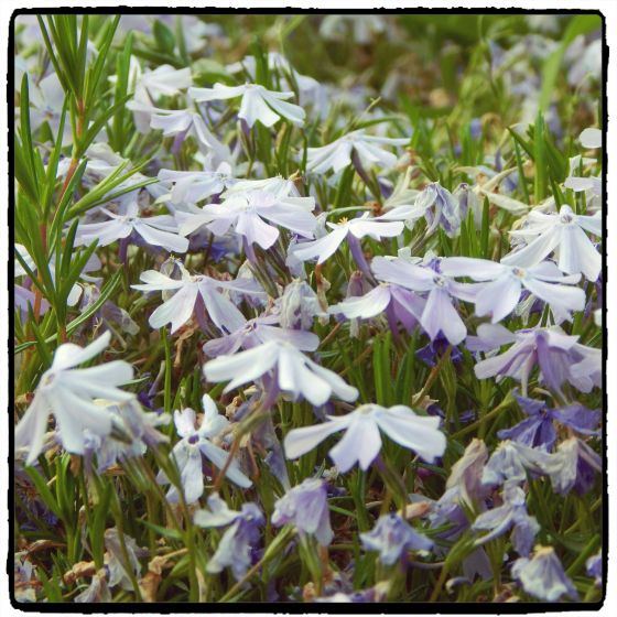 DSCN2887Web[SqDallasFrame]