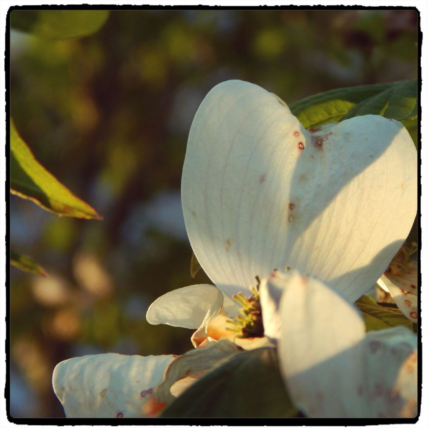 DSCN2898WebHR[SqDallasFrame]