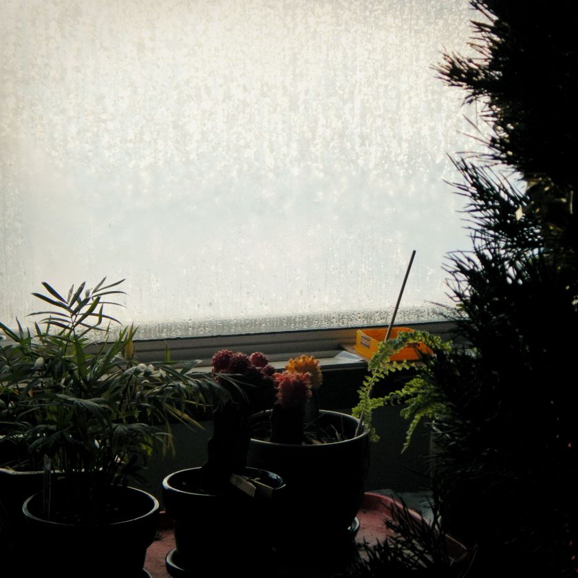 dscn6640sqr-basic-lomo-sunkissedlores